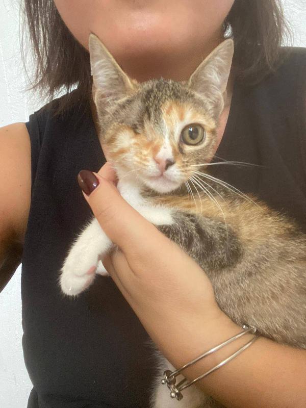 CHARLOTTE, dolcissima micina in adozione! Foto 5