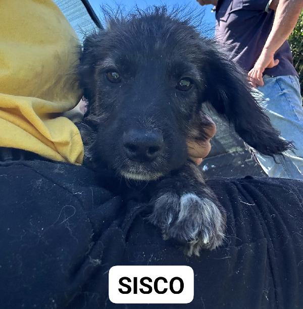 Sisco & Sting, Cuccioli In Canile