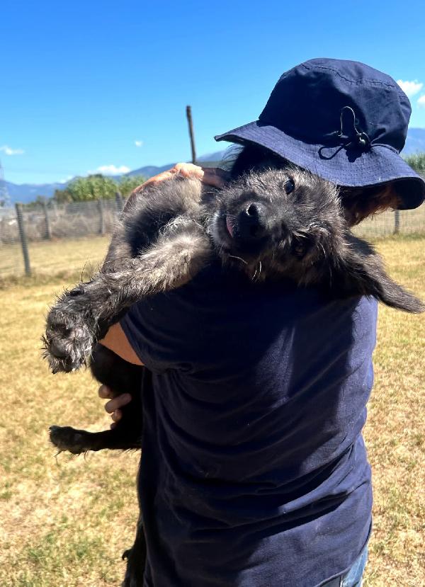 Sisco & Sting, cuccioli in canile Foto 3