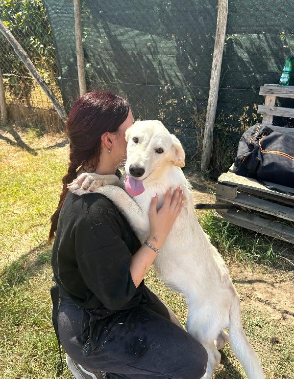 Sisco & Sting, cuccioli in canile Foto 4
