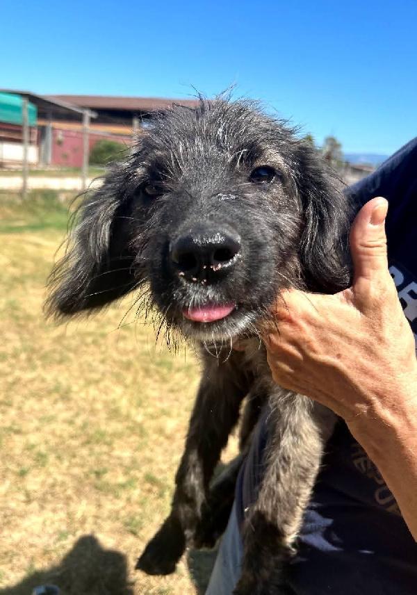 Sisco & Sting, cuccioli in canile Foto 5