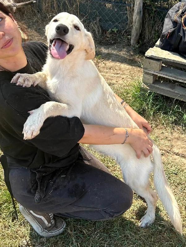 Sisco & Sting, cuccioli in canile Foto 6