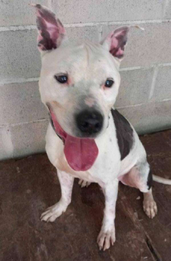 Pitbull anziano si sta lasciando andare Foto 2