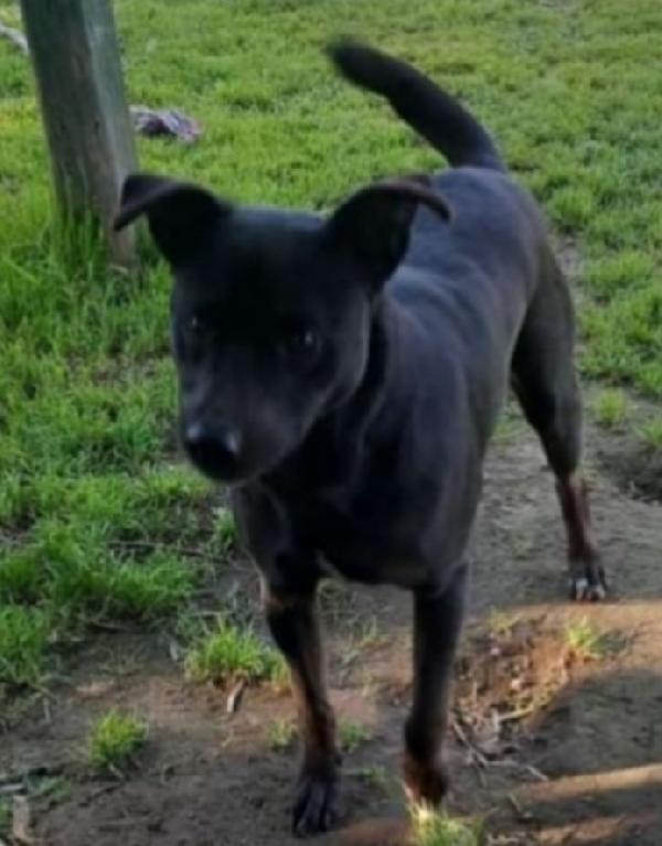 Peppino Nero 4/5Anni Tg Contenuta Napoli