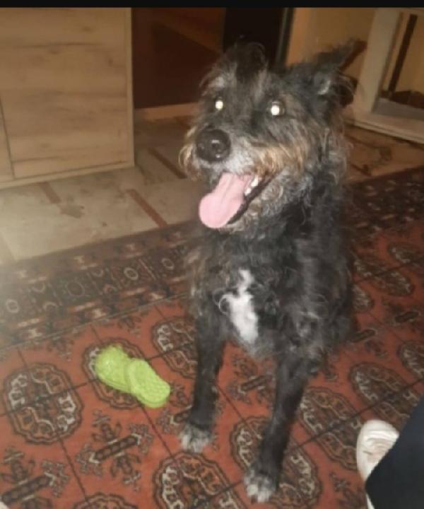 Ezio Mix Spinoncino 10Anni Milano Urgente