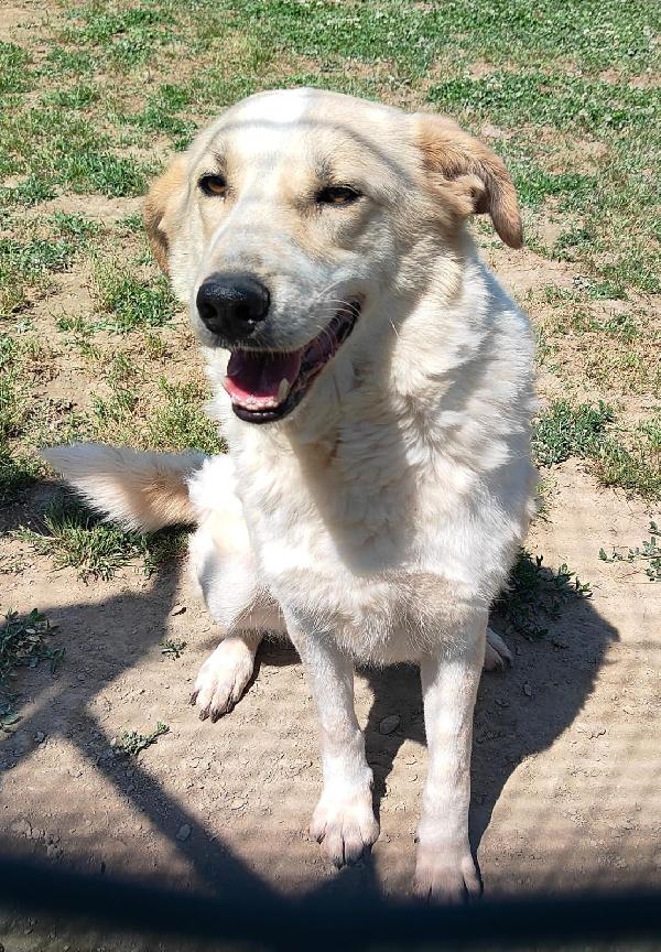 Bob Cane Maschio Adulto In Adozione 