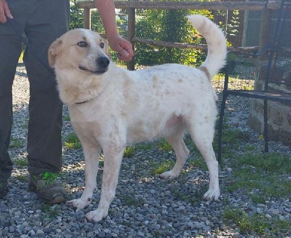 Bob cane maschio adulto in adozione  Foto 4