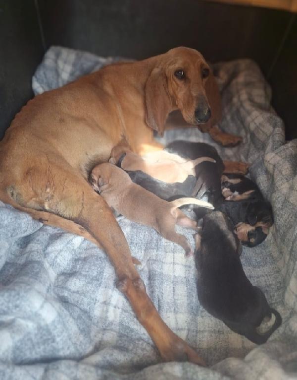 Segugina Salvata Coi Suoi Cuccioli..alcuni Deceduti!