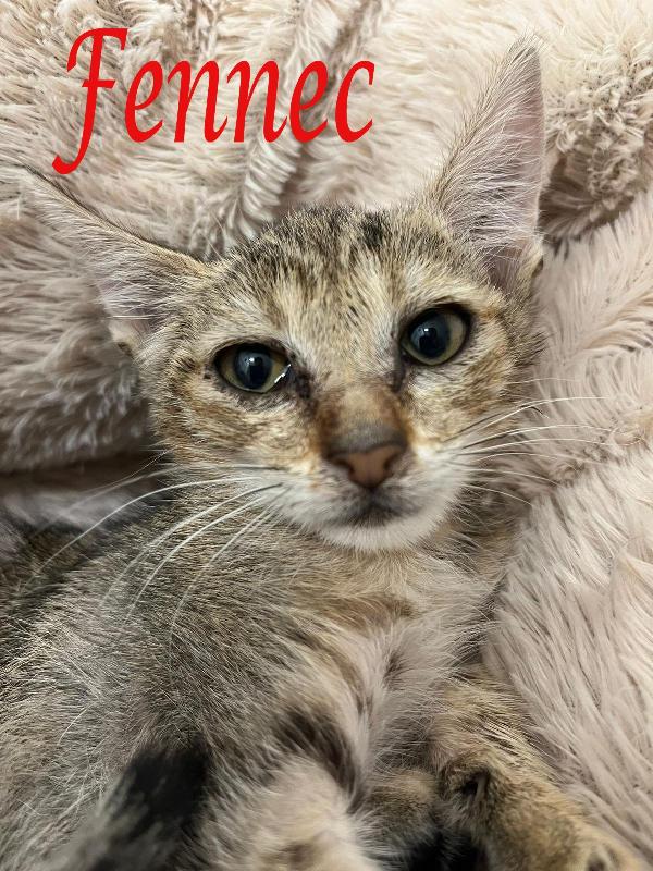 Fennec, Adorabile Micina In Adozione !