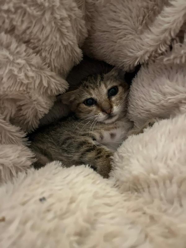 FENNEC, adorabile micina in adozione ! Foto 2