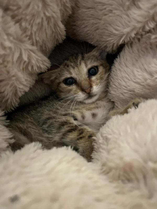 FENNEC, adorabile micina in adozione ! Foto 3