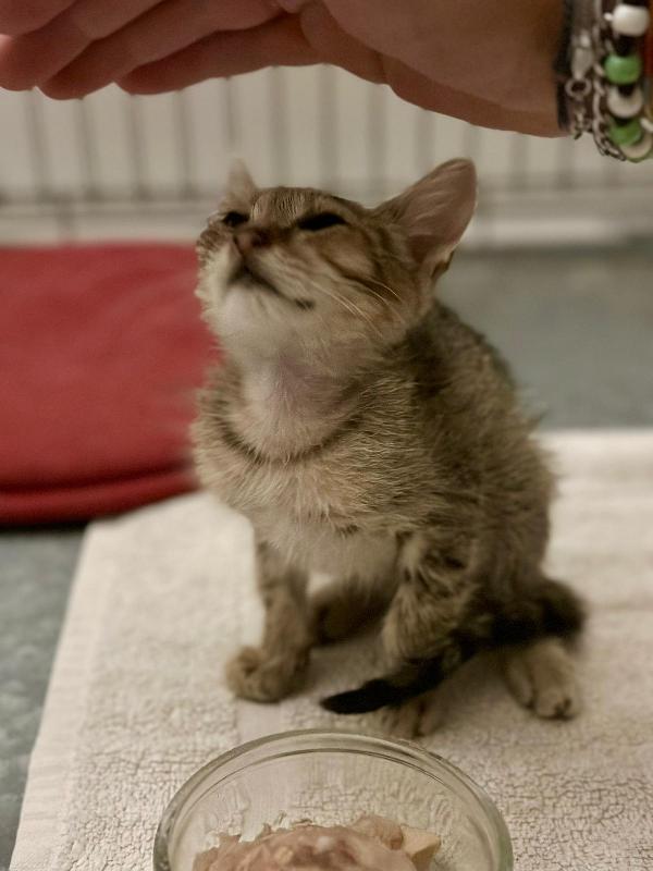 FENNEC, adorabile micina in adozione ! Foto 4