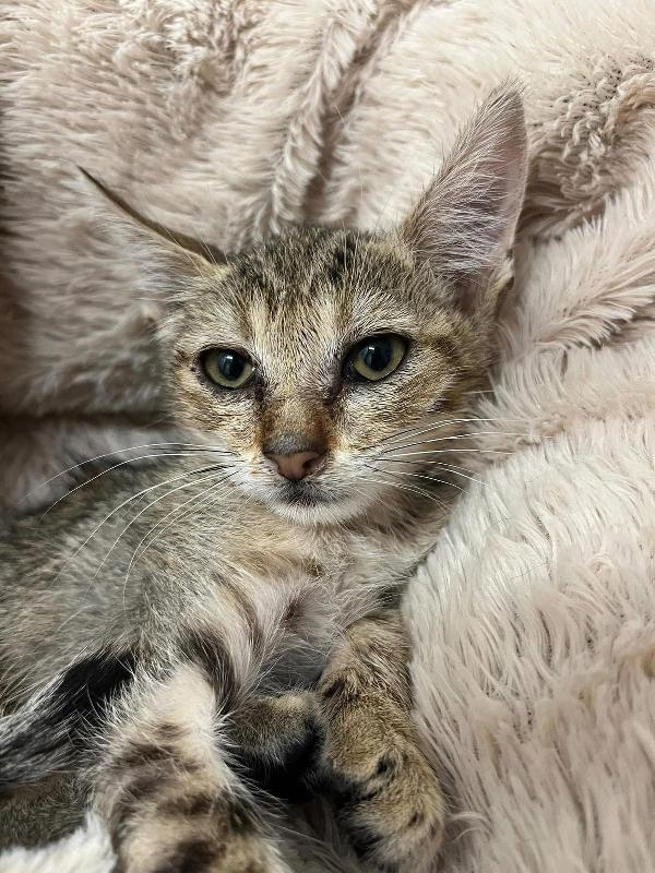 FENNEC, adorabile micina in adozione ! Foto 5