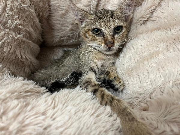 FENNEC, adorabile micina in adozione ! Foto 7