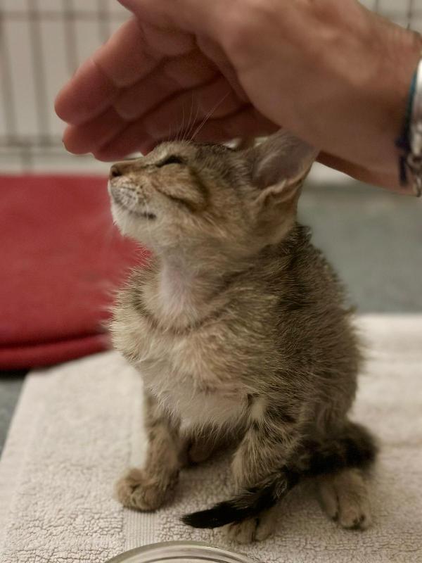 FENNEC, adorabile micina in adozione ! Foto 8