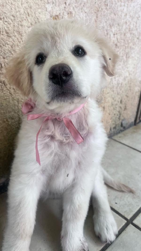 Cuccioli simil maremmano  Foto 1