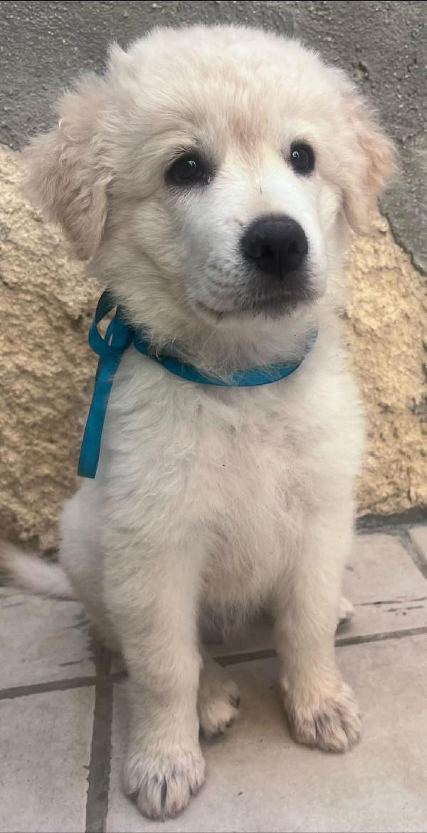 Cuccioli simil maremmano  Foto 2