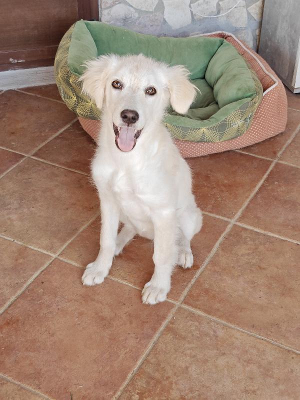 Aria Cucciola Dolcissima 