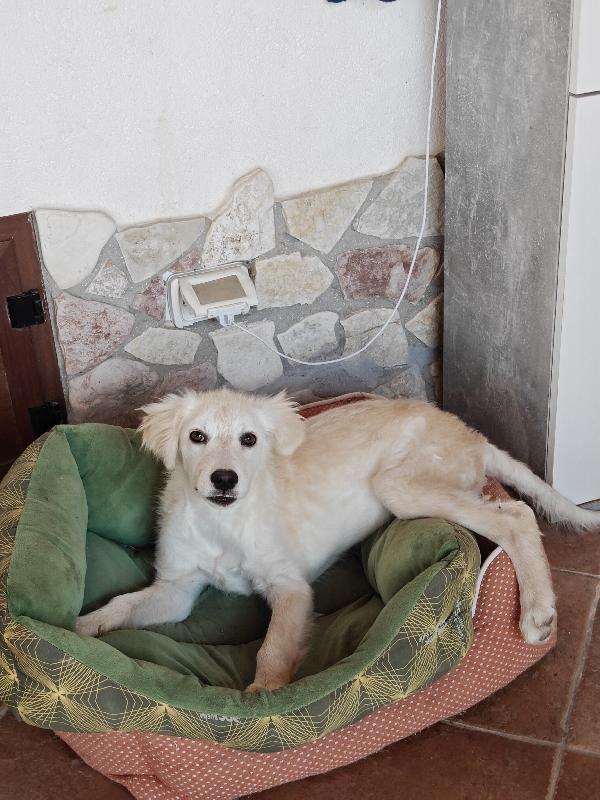 Aria cucciola dolcissima  Foto 2