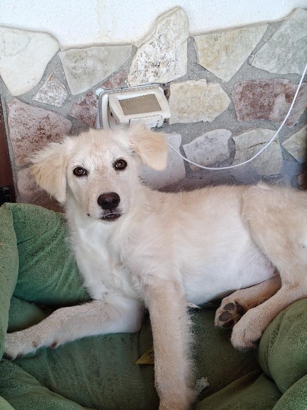 Aria cucciola dolcissima  Foto 4
