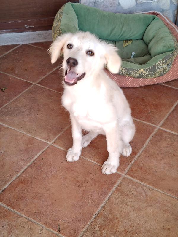 Aria cucciola dolcissima  Foto 5