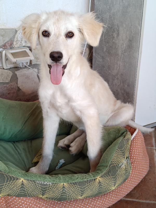 Aria cucciola dolcissima  Foto 6