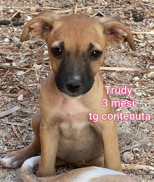 Stupendi Cuccioli Di 2 - 3 Mesi