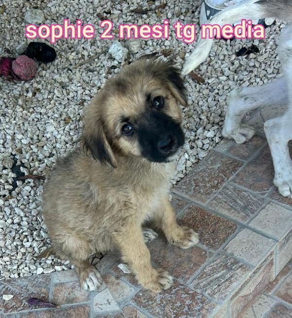 Stupendi cuccioli di 2 - 3 mesi Foto 3