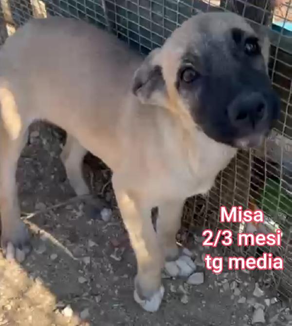 Stupendi cuccioli di 2 - 3 mesi Foto 6