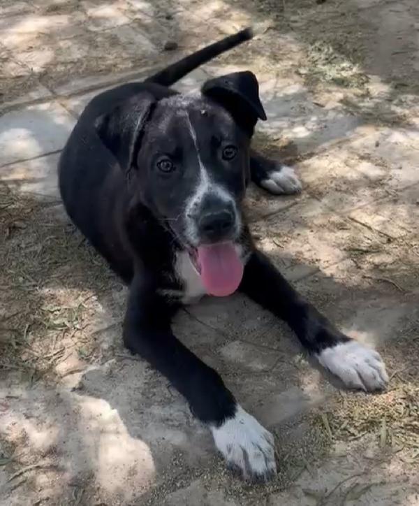 4 Mesi: Cucciola Nera E Condannata 