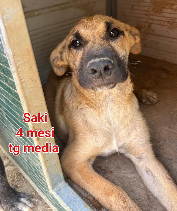 Adozioni cuccioli abbandonati  Foto 5