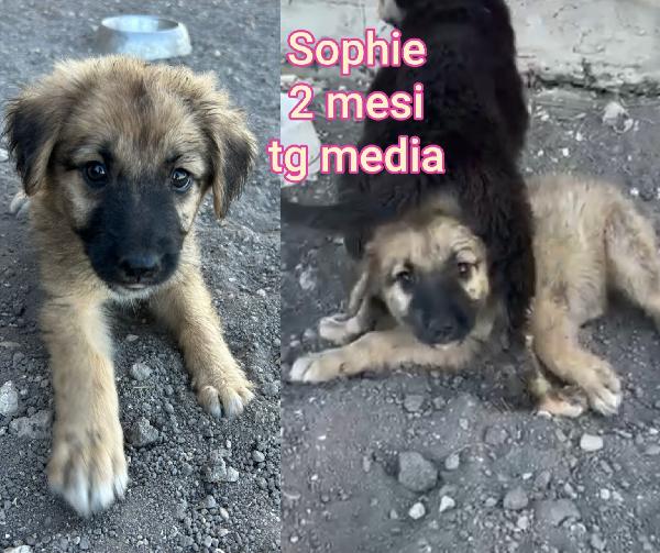 Siamo sommerse dai cuccioli! Foto 7