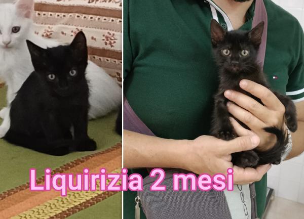 Telefona x salvare un micetto Foto 5