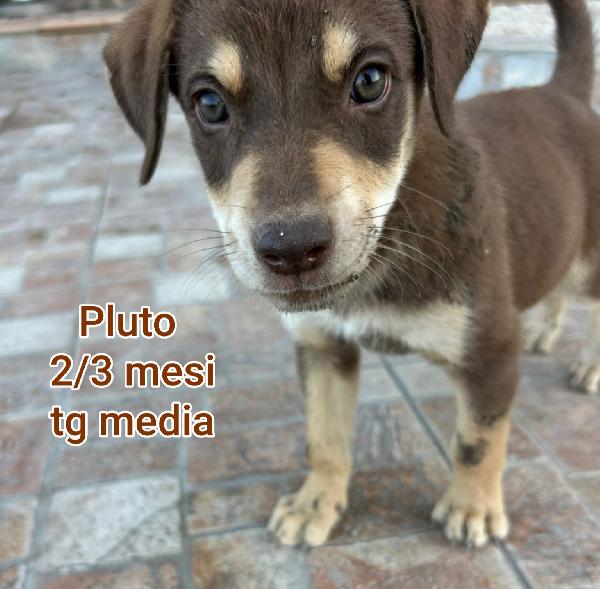 Teneri trovatelli, due mesi Foto 2