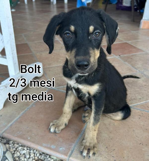 Teneri trovatelli, due mesi Foto 3