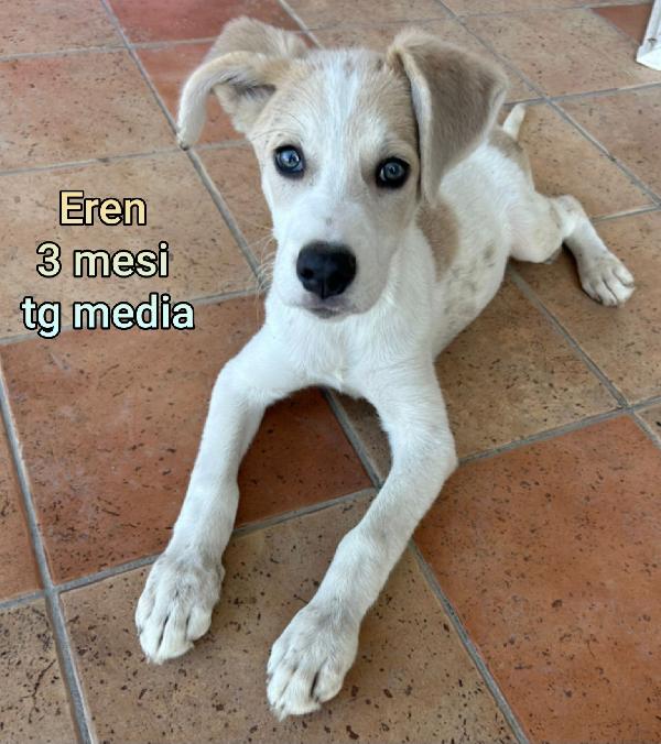 Teneri trovatelli, due mesi Foto 4