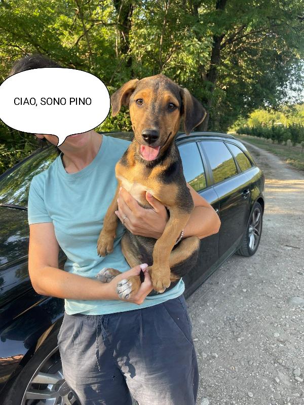 Pino, Cucciolo 3 Mesi