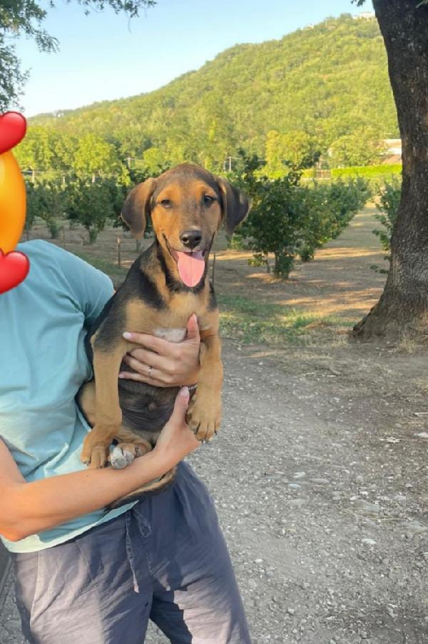 PINO, cucciolo 3 mesi Foto 2