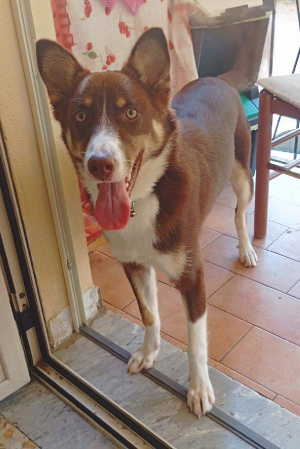 Choco Mix Border Collie 