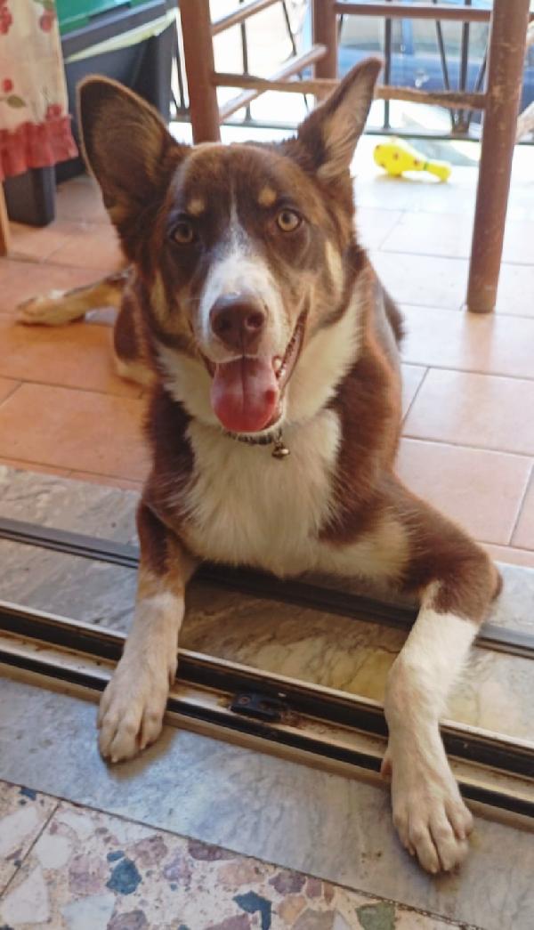 CHOCO MIX BORDER COLLIE  Foto 2