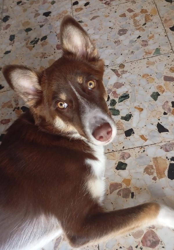 CHOCO MIX BORDER COLLIE  Foto 3