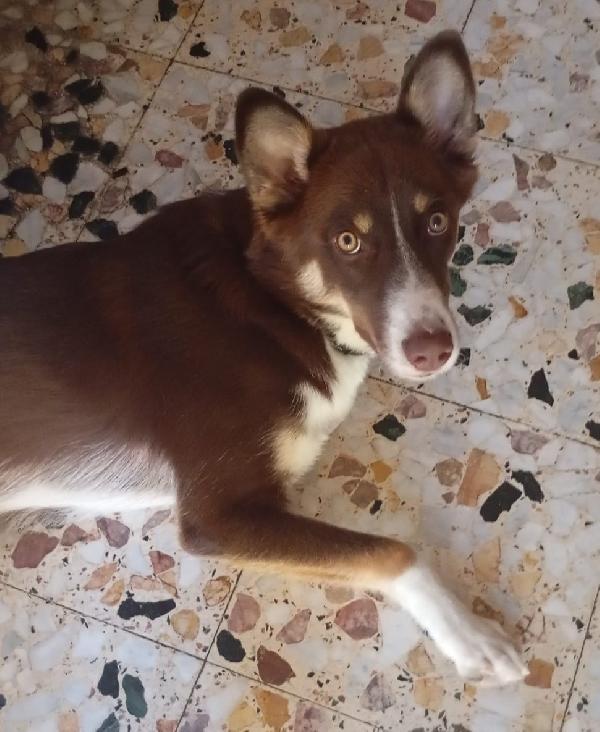 CHOCO MIX BORDER COLLIE  Foto 4