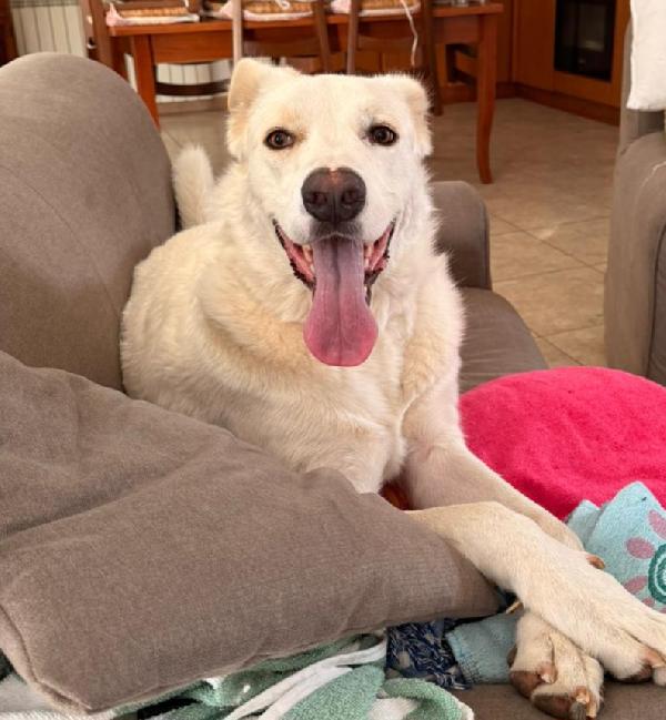 Teddy Mix Labrador 