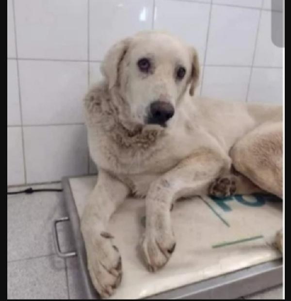 Cubo 8Anni Simi Labrador Entrato In Pessimo Canile...