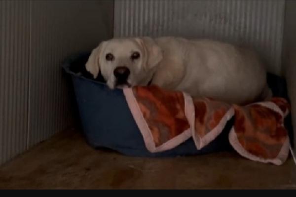Cubo 8anni simi Labrador entrato in pessimo canile... Foto 2