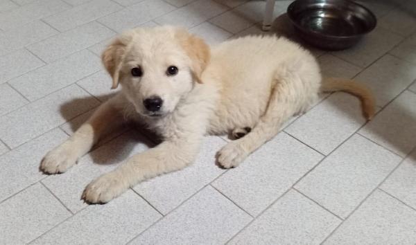 Cuccioli 3 Mesi Mix Labrador/Golden Retriever