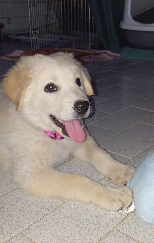 Cuccioli 3 mesi mix Labrador/Golden Retriever Foto 2