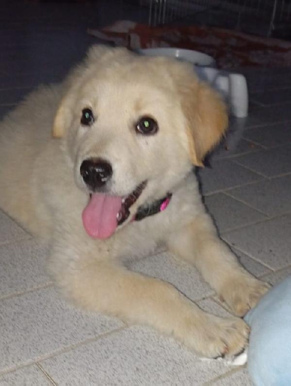 Cuccioli 3 mesi mix Labrador/Golden Retriever Foto 3
