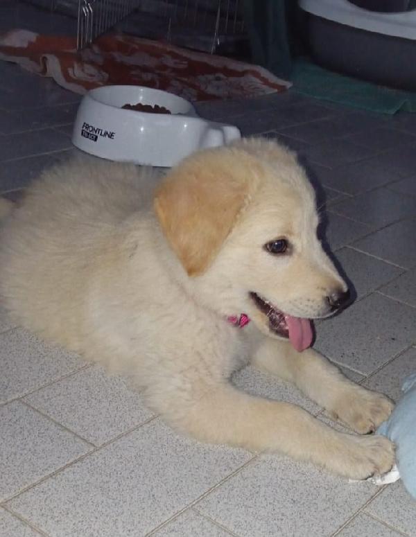 Cuccioli 3 mesi mix Labrador/Golden Retriever Foto 4