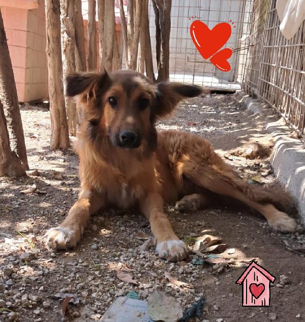 Mowgli cucciolo taglia medio contenuta  Foto 2
